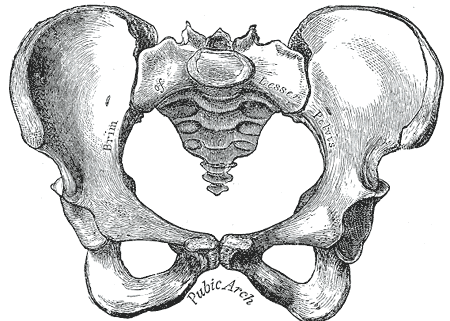 Çanaq (anatomiya)