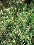 Alp şamı(Pinus mugo)
