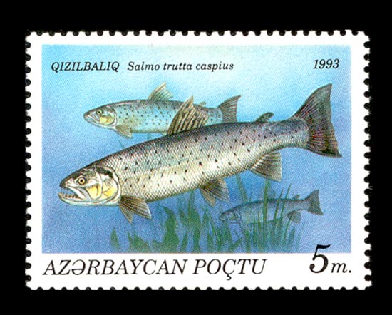 Xəzər qızılbalığı