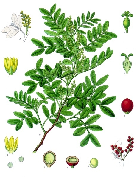 Saqqız ağacı