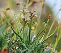 Alp səhləbi(Chamorchis alpina)