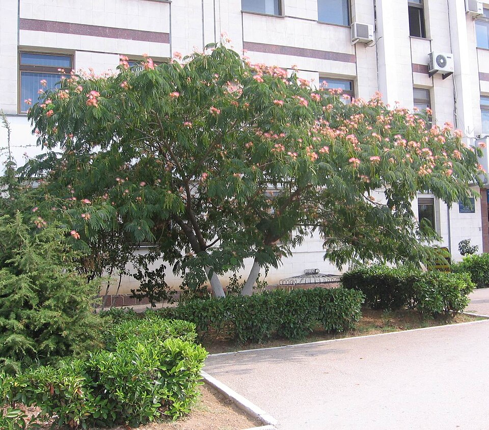 Lənkəran akasiyası
