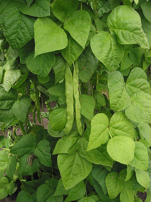 Paxlalı bitkilər