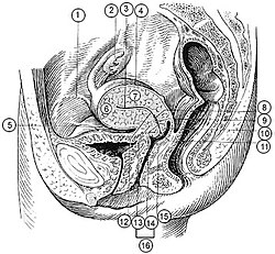 1. Uşaqlığın girdə bağı – lat. lig. teres uteri2. Uşaqlıq – lat. uterus3. Uşaqlıq boşluğu – lat. cavum uteri4. lat. facies intestinalis5. lat. facies vesticalis6. Uşaqlıq dibi – lat. fundus uteri7. Uşaqlıq cismi – lat. corpus uteri8. Uşaqlıq boynu kanalının mənfəzi9. Uşaqlıq boynu kanalı – lat. canalis cervicis uteri10. Arxa dodaq – lat. labia posterius11. Uşaqlıq dəliyi (ağzı) – lat. ostium uteri, orificium externum uteri – BNA12. Uşaqlıq boğazı – lat. isthmus uteri13. Uşaqlıq yolundan yuxarı hissə – lat. portio supravaginalis14. Uşaqlıq yolu hissə – lat. portio vaginalis15. Ön dodaq – lat. labia anterius16. Uşaqlıq boynu – lat. cervix uteri
