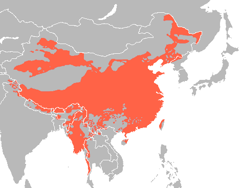 Çin-Tibet dilləri