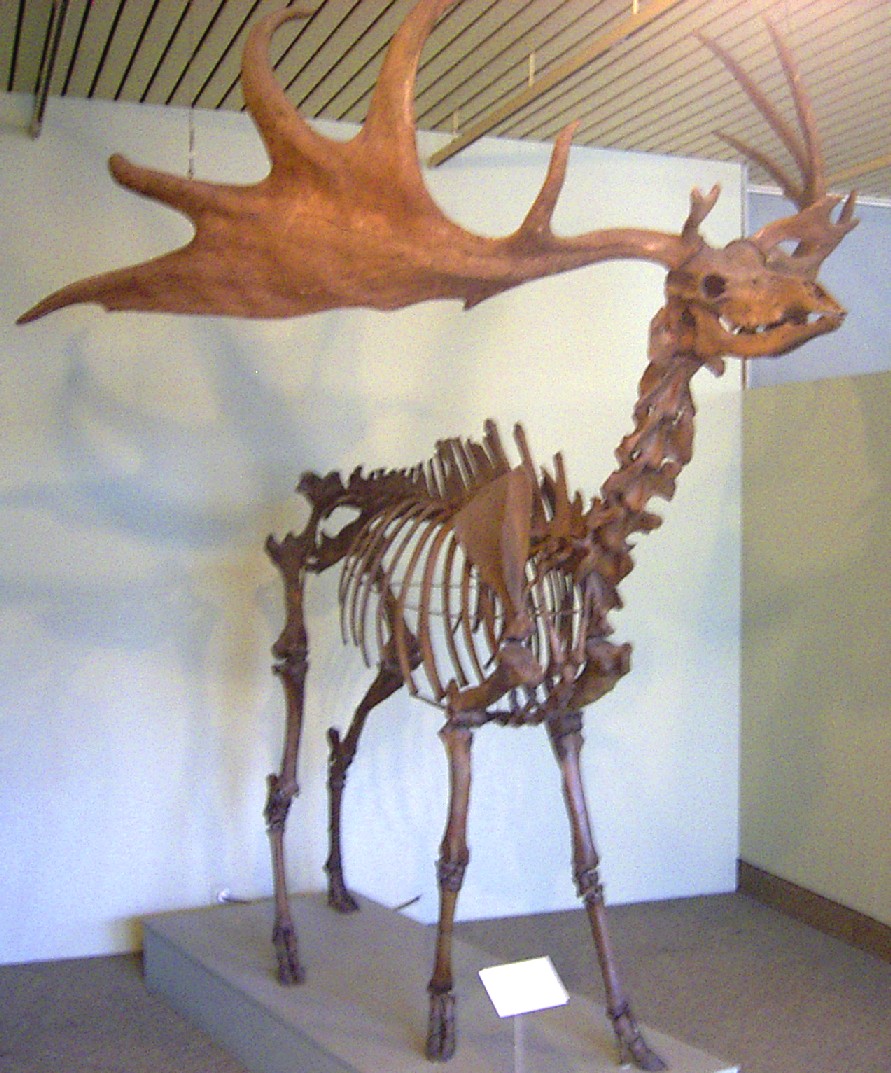 Nəhəng maral