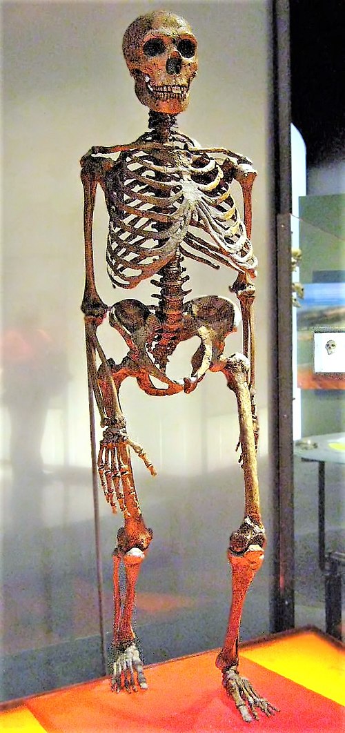 Neandertal insanı