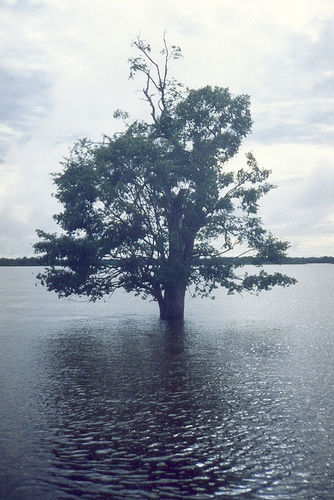Araquaya çayı