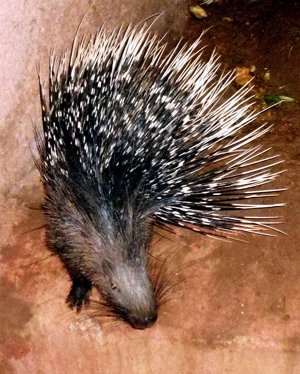 Hindistan tirəndazı