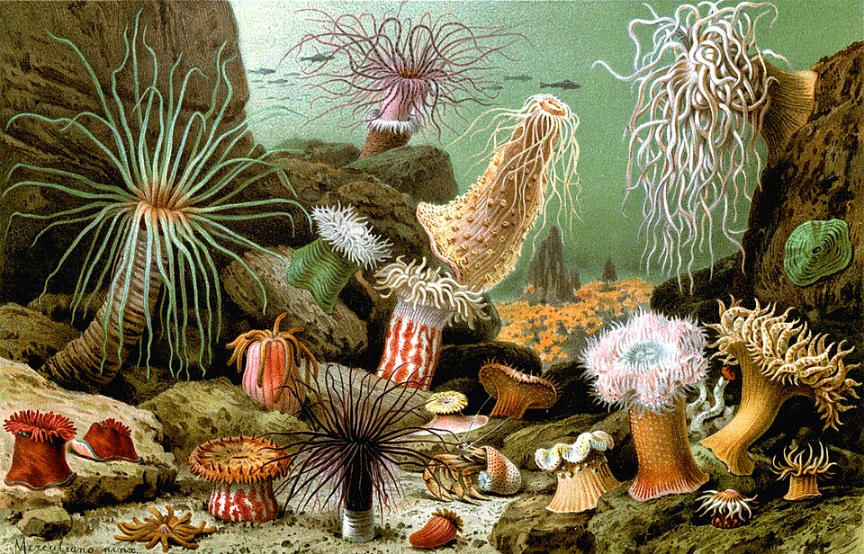 Dəniz anemonları