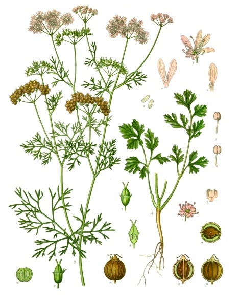 Əkin keşnişi