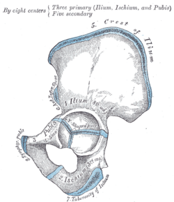 Çanağın sümükləri (hüdudları mavi rənglə verilmişdir)