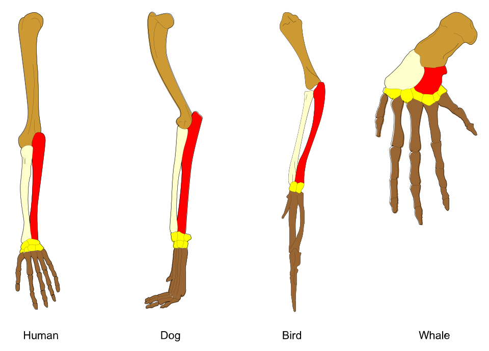 Müqayisəli anatomiya