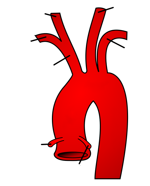 Aorta qövsü