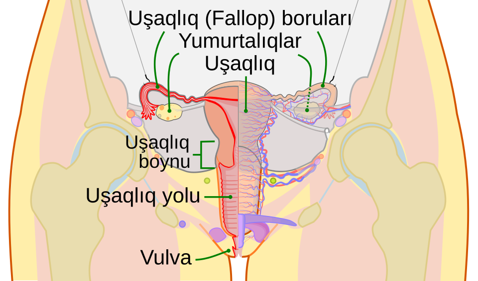 Uşaqlıq (anatomiya)