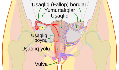 Uşaqlıq borusu