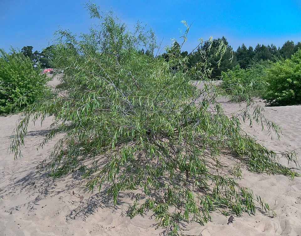 İtiyarpaqlı söyüd