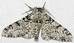 Colored dice with white background
