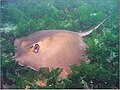 Stingray, Rumıniya yaxınları.