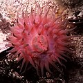 Actinia, Rumıniya yaxınları.