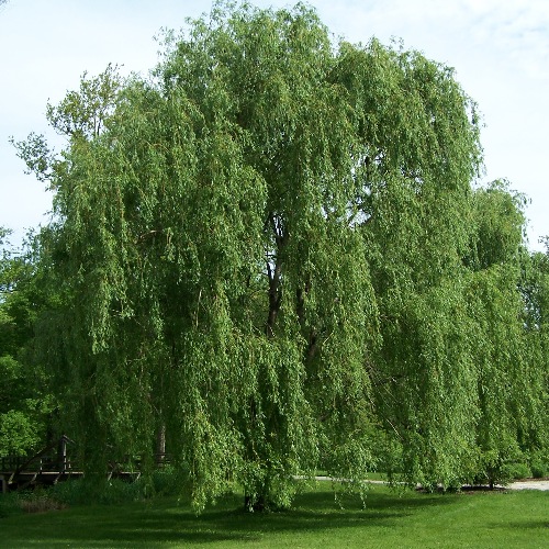 Söyüd