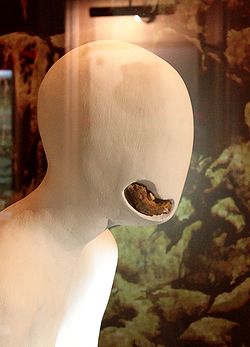 Azıxantropun alt çənə sümüyü, Azərbaycan Tarix Muzeyi