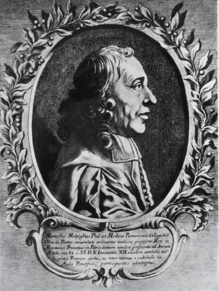 Marçello Malpigi