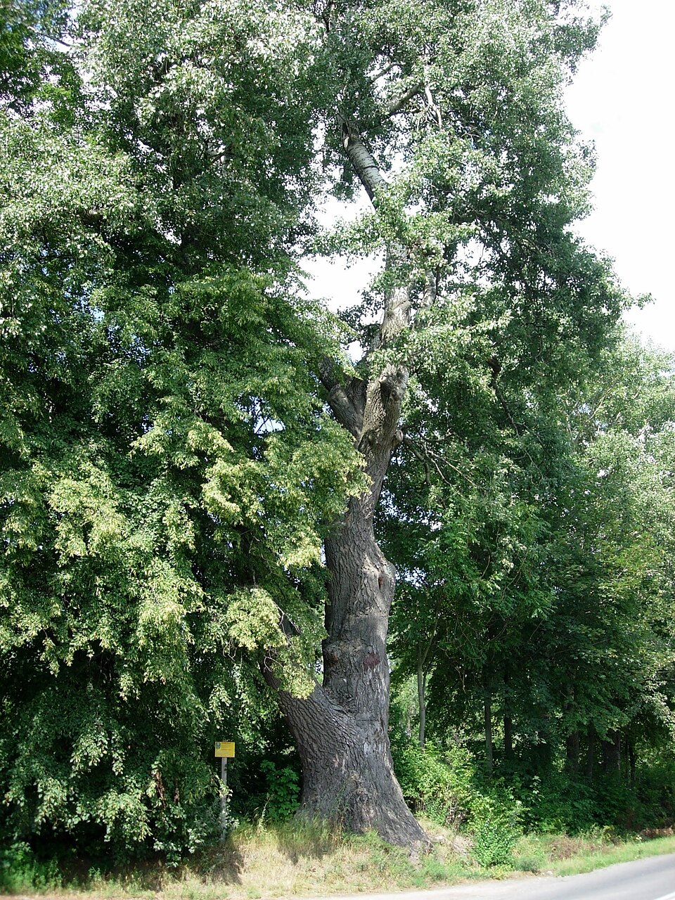 Ağyarpaq qovaq