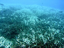 Ekoloji tənəzzül. Böyük Sədd rifini zədələmiş kimyəvi ağartma dünyanın hər yerində rifləri təhlükə altında qoyur.