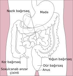 Həzm sistemi (sxematik)