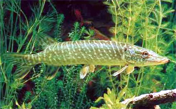Adi durnabalığı