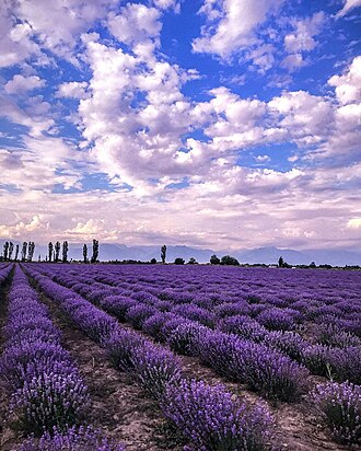 Çuxur Qəbələ kəndi ərazisində lavanda sahəsi