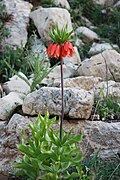 Fritillaria imperialis, Dena, İran Zaqros