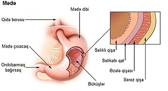 Mədənin selikli qişası (açıq çəhrayı) və selikaltı qat (tünd çəhrayı).