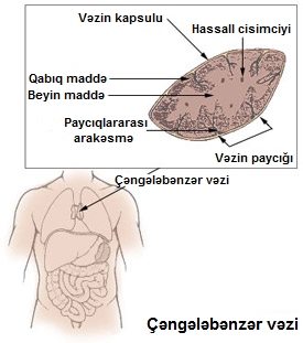 Çəngələbənzər vəzi