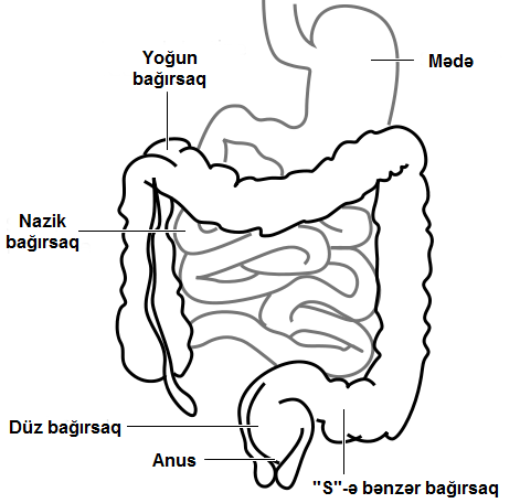 Yoğun bağırsaq