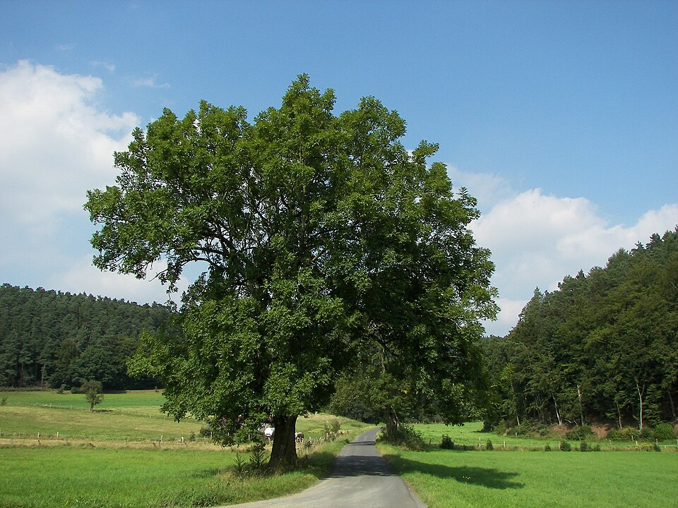 Adi göyrüş
