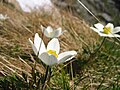 (Pulsatilla alpina)