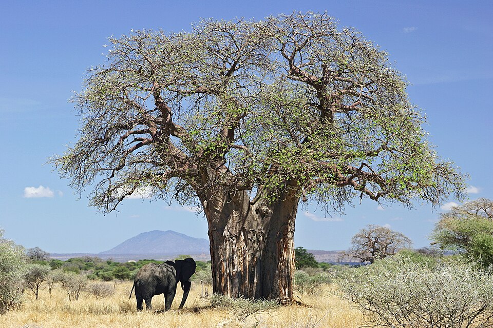 Afrika baobabı