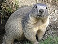 Alp marmotu