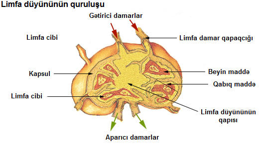 Limfa düyünü