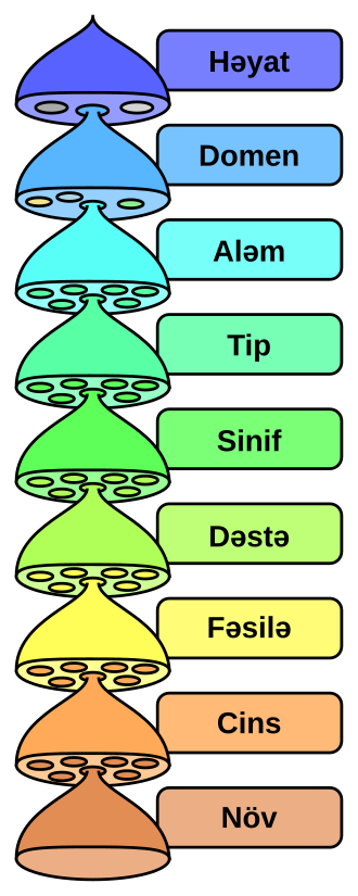 Bioloji təsnifat