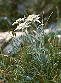 Alp edelveysi(Leontopodium alpinum)